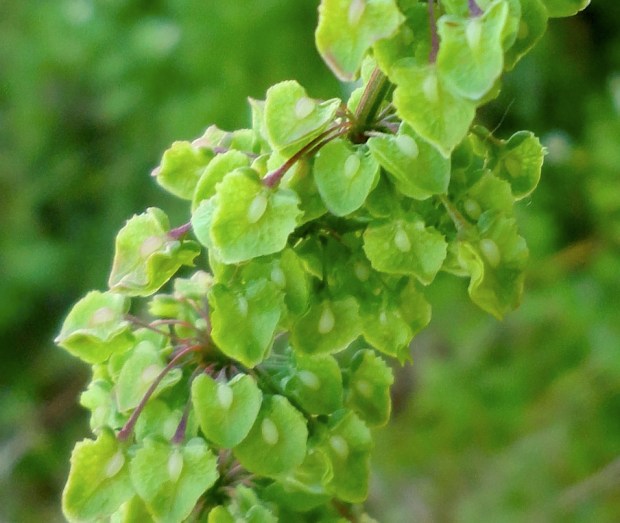 Captura de pantalla 2013-07-03 a la(s) 13.45.08
