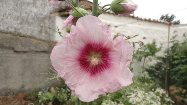 hollyhock
