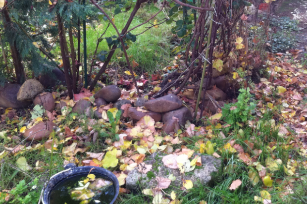 November Gardenscape
