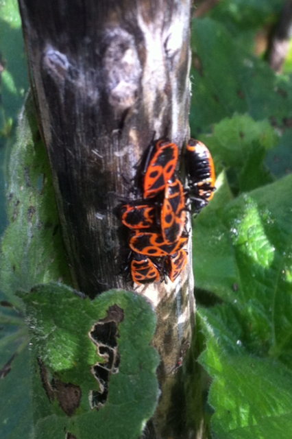 November Milkweed Bugs
