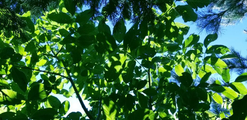 AILANTHUS, CYPRESS & PINE